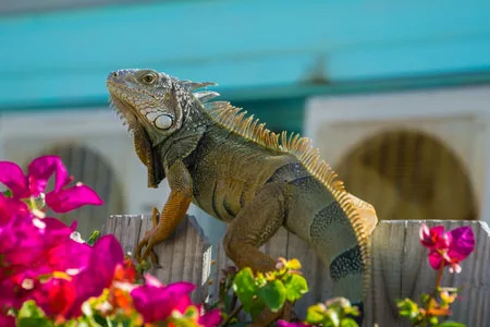 Iguana