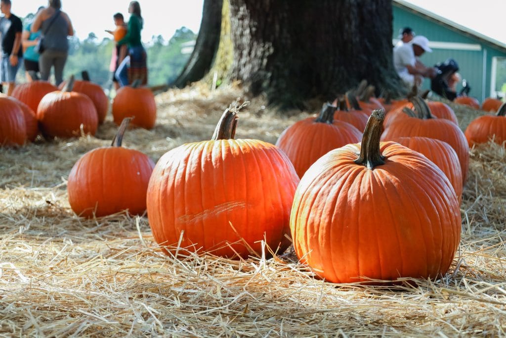 november pumpkin patch thanksgiving in orlando florida